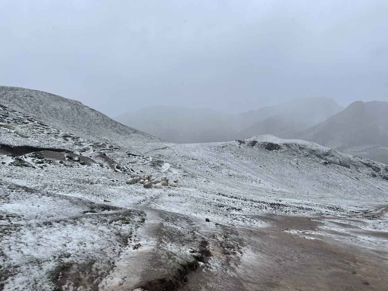 Lamas mit Schnee